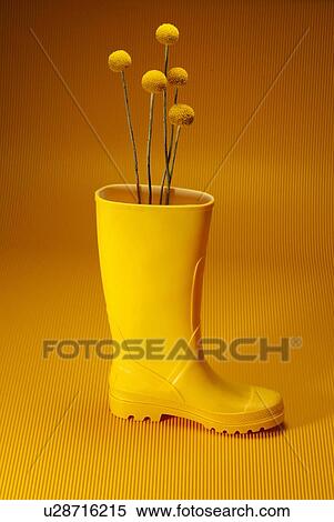 Stock Photography - Yellow Flower Growing in Boot, Side View. Fotosearch