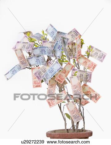 Stock Photo - Close-up of Indian banknotes of different denominations on a potted plant. Fotosearch