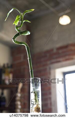 Stock Photo - Detail of bamboo plant.. Fotosearch