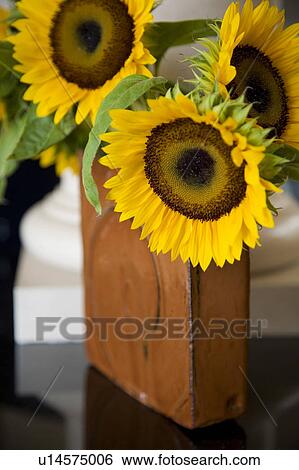 Detail of three sunflowers in vase. View Large Photo Image Stock Photograph - Detail of three sunflowers in vase.. Fotosearch