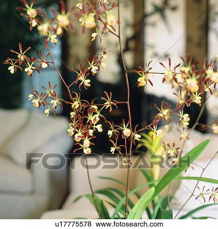 Flowers in Contemporary Living Room View Large Photo Image Stock Photo - Flowers in Contemporary Living Room. Fotosearch