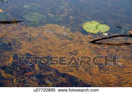 Stock Photography - A pattern of autumn flotsam and lily pads floating on Little Bass Lake. Cumberland Wisconsin USA. Fotosearch