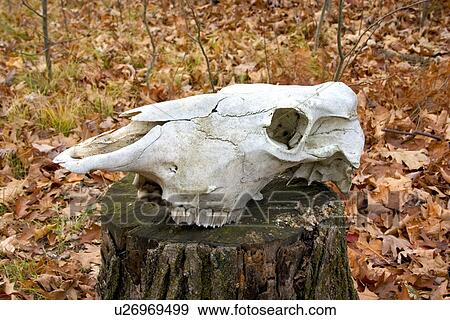 A skull of a very large moose or bear View Large Photo Image Stock Photo - A skull of a very large moose or bear. Fotosearch