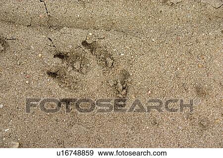 Stock Photo - Animal track from the Polish National Forest on a sandy road. Zawady Central Poland. Fotosearch