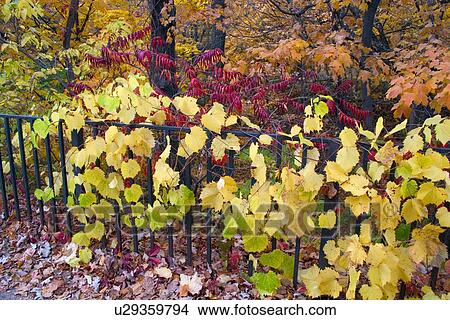 Autumn vines growing along wrought iron fence View Large Photo Image Picture - Autumn vines growing along wrought iron fence. Fotosearch