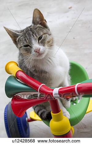 Close up of cat sitting on multicolored tricycle View Large Photo Image Stock Photo - Close up of cat sitting on multicolored tricycle. Fotosearch