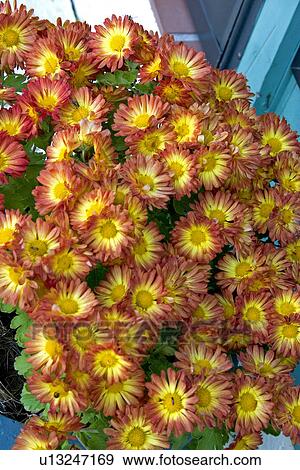closeup of beautiful orange flowers View Large Photo Image Stock Photo - closeup of beautiful orange flowers. Fotosearch