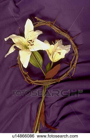 Stock Photograph - Easter lilies in crown of thorns. Fotosearch