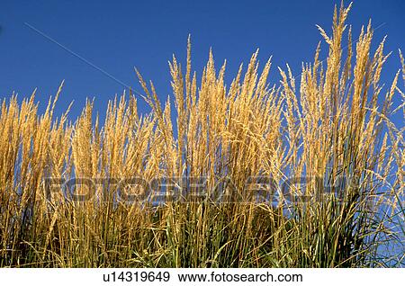 Stock Photo - Field of grain. Minneapolis Minnesota USA. Fotosearch