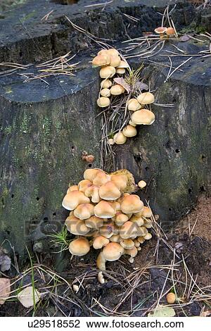 Fungi growing on tree stumps View Large Photo Image Stock Image - Fungi growing on tree stumps. Fotosearch