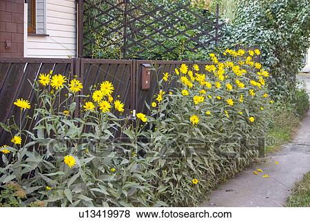 Stock Photo - Garden of yellow daisies in Poland. Rawa Mazowiecka Central Poland. Fotosearch
