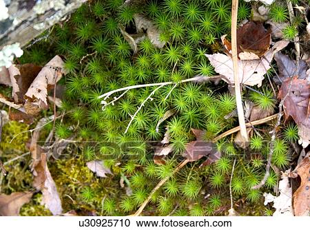 Stock Image - Green moss surrounded by white birch tree bark and autumn leaves. Fotosearch