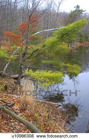 Stock Photo - Green pine tree leaning over Little Bass lake. Fotosearch