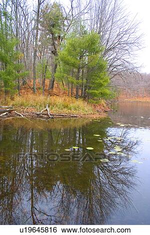 Stock Photograph - Green pine trees reflected among lily pads on Little Bass Lake. Cumberland Wisconsin USA. Fotosearch