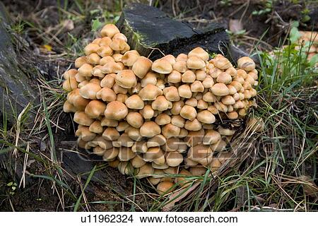 Picture - Heart shape fungi growing on a tree stump. Fotosearch