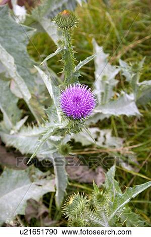 Purple thistle in a Polish meadow. Inowlodz Central Poland View Large Photo Image Stock Image - Purple thistle in a Polish meadow. Inowlodz Central Poland. Fotosearch