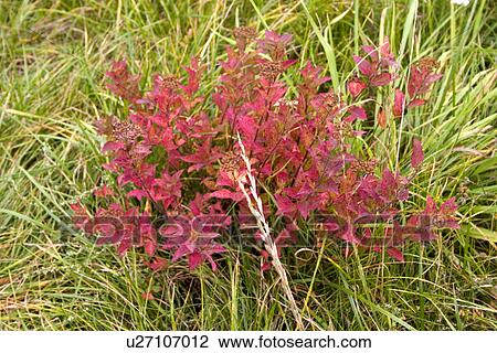Stock Image - Red bush in Polish meadow. Fotosearch