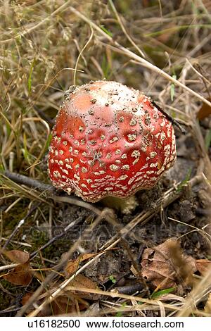 Red wild mushroom View Large Photo Image Stock Image - Red wild mushroom. Fotosearch