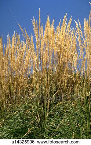 Stocks of field grass blowing in the wind against the blue sky. Minneapolis Minnesota USA View Large Photo Image Stock Photograph - Stocks of field grass blowing in the wind against the blue sky. Minneapolis Minnesota USA. Fotosearch