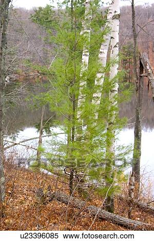 Three white birch trees behind a young green pine tree over looking Little Bass Lake View Large Photo Image Stock Photography - Three white birch trees behind a young green pine tree over looking Little Bass Lake. Fotosearch