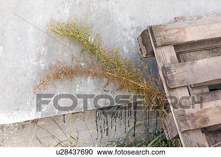 Weed escaping from behind wooden pallet. Zawady Central Poland View Large Photo Image Stock Image - Weed escaping from behind wooden pallet. Zawady Central Poland. Fotosearch