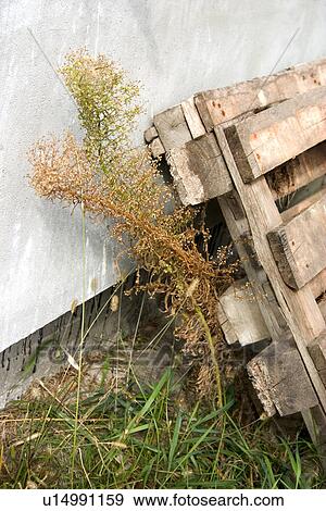 Weeds escaping from behind a couple of pallets. Zawady Central Poland View Large Photo Image Stock Photo - Weeds escaping from behind a couple of pallets. Zawady Central Poland. Fotosearch