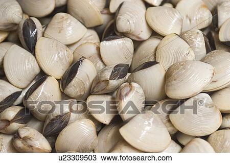 Stock Image - appearance. Fotosearch
