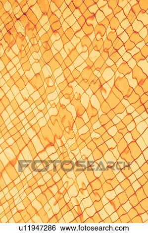 Stock Photograph - arrangement, appearance. Fotosearch