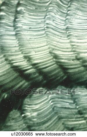 Stock Photography - art, design, decorative, artistic, appearance. Fotosearch