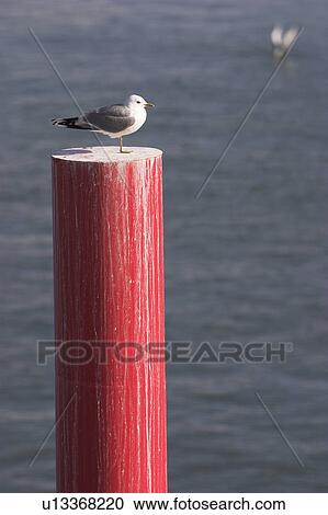 Stock Image - Aves, Day, Bird, Beak, Animal. Fotosearch