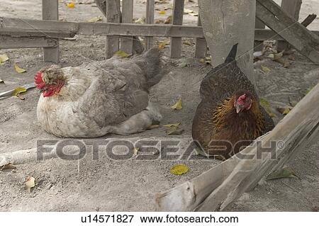 Stock Photo - avian, aves. Fotosearch