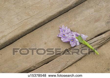Stock Photo - background, appearance. Fotosearch