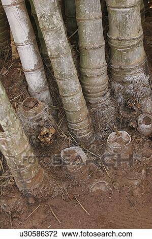 background, bamboo, botany View Large Photo Image Stock Image - background, bamboo, botany. Fotosearch