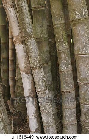 Stock Photo - background, bamboo, botany. Fotosearch