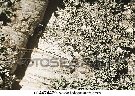 Background, Brown, Covering, Cracks, Day View Large Photo Image Stock Photo - Background, Brown, Covering, Cracks, Day. Fotosearch
