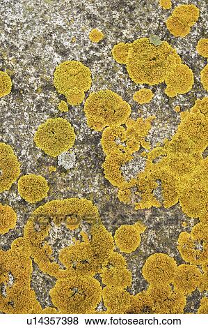 Stock Photo - Background, Close-Up, Metamorphic, Moss, Mottled. Fotosearch
