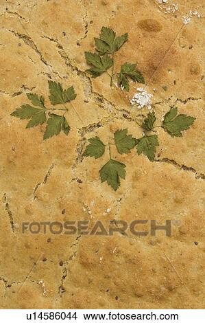 Baked, Close-Up, Crust, Decorated, Edible View Large Photo Image Picture - Baked, Close-Up, Crust, Decorated, Edible. Fotosearch
