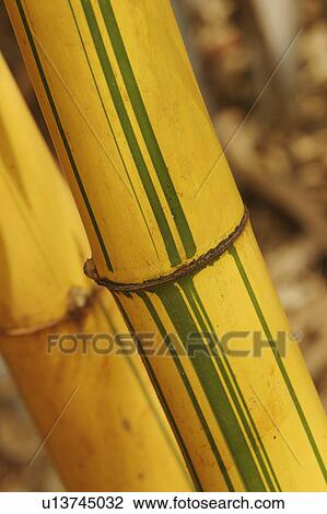 Stock Image - bamboo, bamboo plant, agriculture. Fotosearch