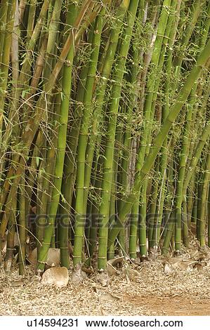 Stock Image - bamboo, bamboo plant, agriculture. Fotosearch
