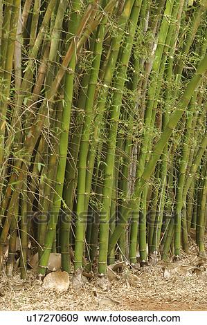 Stock Photo - bamboo, bamboo plant, agriculture. Fotosearch