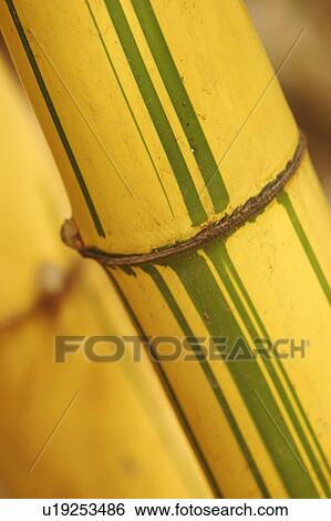 bamboo, bamboo plant, agriculture View Large Photo Image Stock Photograph - bamboo, bamboo plant, agriculture. Fotosearch