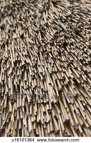 Bamboo, Close-Up, Day, Dry, Focus On Foreground View Large Photo Image Picture - Bamboo, Close-Up, Day, Dry, Focus On Foreground. Fotosearch
