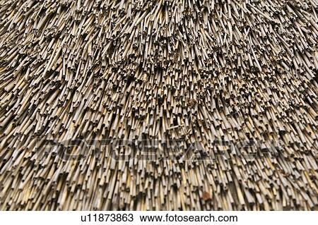 Bamboo, Close-Up, Day, Dry, Full Frame View Large Photo Image Stock Image - Bamboo, Close-Up, Day, Dry, Full Frame. Fotosearch