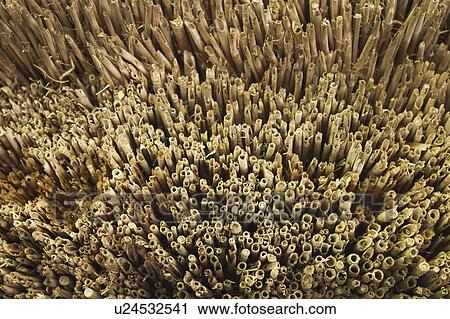 Stock Image - Bamboo. Fotosearch