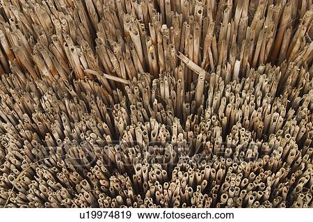 Stock Photo - Bamboo. Fotosearch