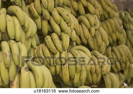 Banana, Bunch, Close-Up, Food, Fruit View Large Photo Image Stock Photograph - Banana, Bunch, Close-Up, Food, Fruit. Fotosearch