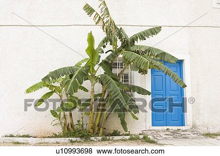 Stock Photo - Banana Leaf, Banana Tree, Blue, Building Exterior, Building Structure, Closed. Fotosearch