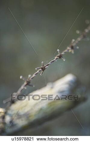 Barbed Wire, Barbed Wire Fence, Close-Up, Day, Fence View Large Photo Image Stock Image - Barbed Wire, Barbed Wire Fence, Close-Up, Day, Fence. Fotosearch