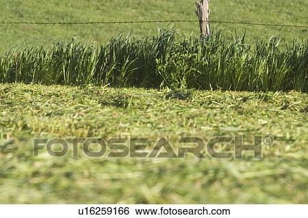 Stock Photograph - barbed wire, barricade, barrier. Fotosearch