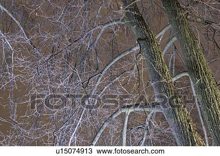 Stock Image - Bare Tree, Bark, Branch, Day, Dry. Fotosearch